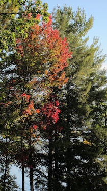 Fall trees in NH
