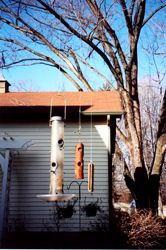 Bird feeders hanging from the wire.