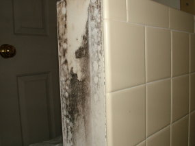 Black mold such as this can blossom in days under the right conditions. PHOTO BY: Tim Carter
