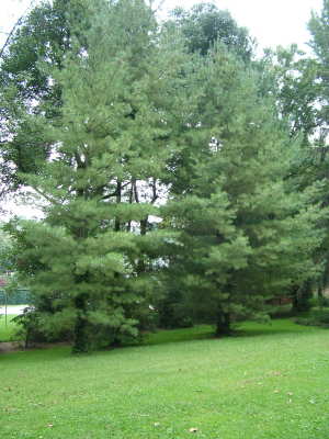 white pine trees