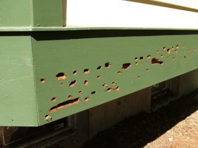 A woodpecker found some tasty carpenter bee larvae in this redwood trim board. An epoxy putty product will easily repair the damaged wood. PHOTO CREDIT: Tim Carter