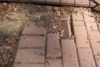 This corner of a brick paver sidewalk has collapsed. The repair is not as hard as you might think. PHOTO CREDIT:  Tim Carter