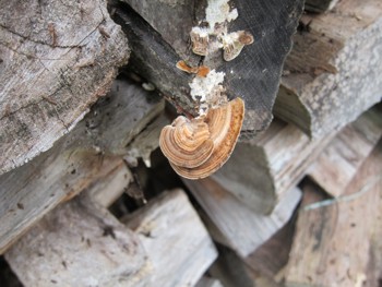 Keeping wood dry is the number one way to prevent rot. PHOTO CREDIT:  Tim Carter